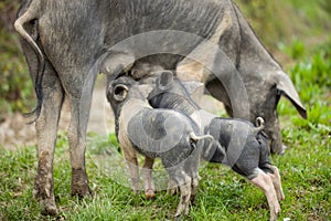 2 Piglets and mother Cinta Senese