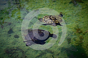 2 pond slider turtles Trachemys scripta are swimming in a pond on a sunny day