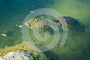 2 pond slider turtles Trachemys scripta are swimming in a pond on a sunny day