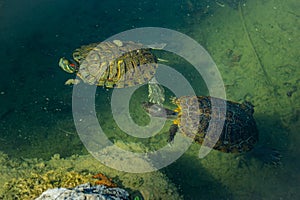 2 pond slider turtles Trachemys scripta are swimming in a pond on a sunny day