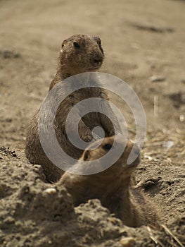 2 Prairie Dogs On The Lookout