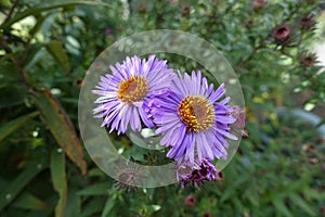 2 purple flower heads of Symphyotrichum novae-angliae