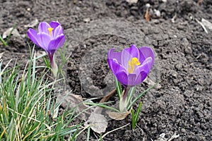 2 purple flowers of Crocus vernus in March