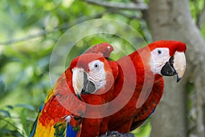 2 Red blue parrot gnawing on the tree in Mexico