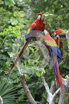 2 Red blue parrot gnawing on the tree in Mexico