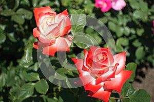 2 red and white flowers of roses in June