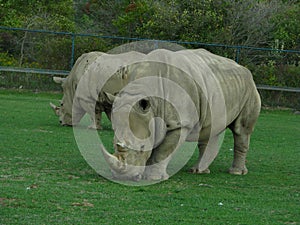 2 Rhinoceros looking mean