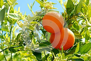 2 ripe oranges at tree