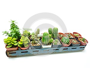 2 Row Collection of cactus white background