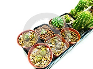 2 Row Collection of cactus white background