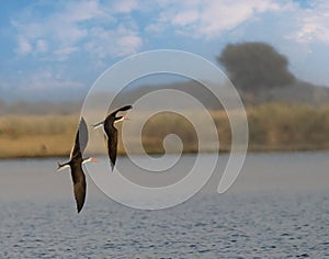 2 Skimmers flying closeup at sunset