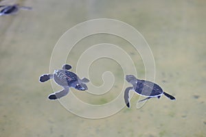 2 small turtles swim in the water