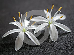 2 Small White Pretty Flowers