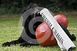 2 Soccer Balls With Newspaper Headline & Watchdog