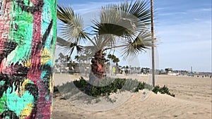 #2 Stout Date Palm Tree Basks In Venice Beach Sunlight 4K 30 fps