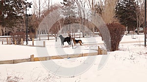 2 stray dogs in the winter. Homeless animals Animals playing on the snow
