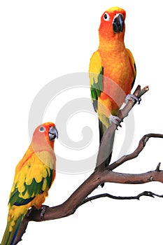 2 Sun Conure Parrots on a Natural Branch photo