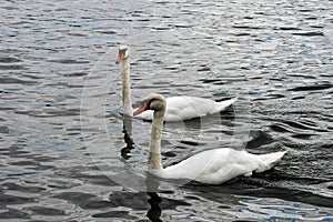 2 Swans