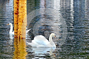 2 Swans in Hallstatt Lake