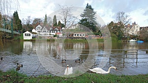 2 swans heads under water feeding