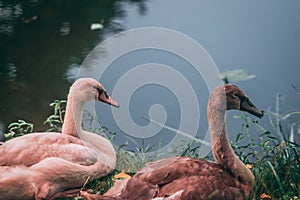 2 swans sitting near the water