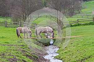 2 Tarpan horses