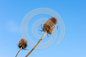 2 teazel heads against a blue sky