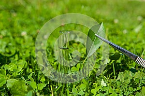 2 test tubes with water and leaf photo