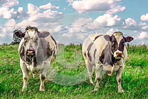 2 tough cows in the meadow