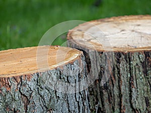 2 tree trunk stumps up close with a green grass background.  Real wood in nature