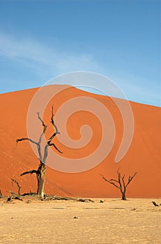 2 trees at deadvlei