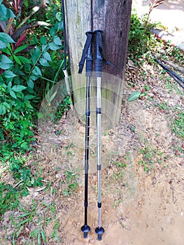 2 trekking poles leaning against a tree