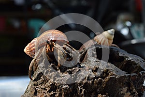 2 two hermit crabs found their way home at black Japanese snail shell