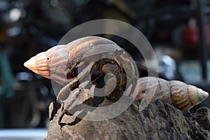 2 two hermit crabs found their way home at black Japanese snail shell