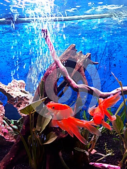 2 veil tail goldfishes swimming in my aquarium & x28;