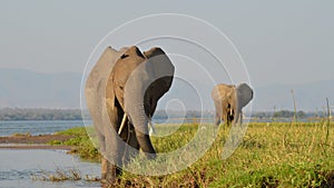 2 walking elephants