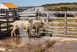 2 washed sheep at Posada Estancia Rio Verde, Riesco Island,, Chile