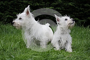 2 westie puppies