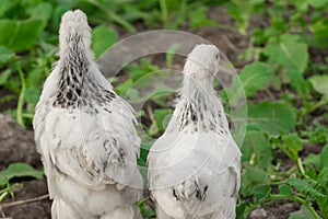2 white brama Colombian chickens from the back against the background of green leaves, close-up