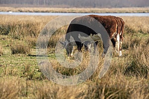 2 White and brown cows eat fresh grass in the sunlight. They graze in a nature reserve in the wild, water and forest in