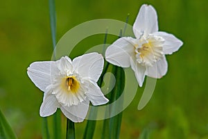 2 white daffodils  in green meadow