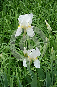 2 white flowers and buds of Iris germanica
