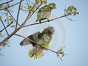 2 White-fronted Amazons on twigs