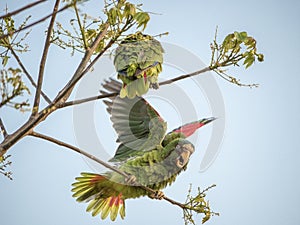 2 White-fronted Amazons on twigs