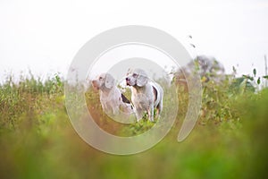 2 white fur beagle dogs standing in the  grass field ,looking for something in front of them