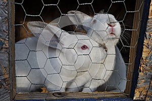 2 white rabits in a cage