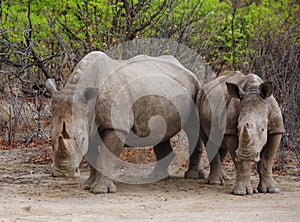 2 White Rhino in Ongava