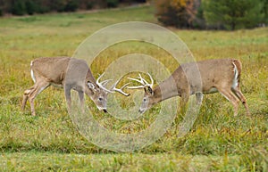 2 White-tailed deer bucks fighting during the rut in autumn