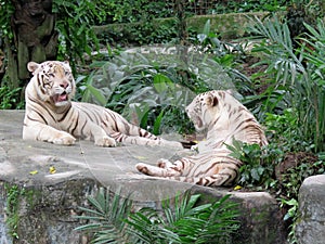 2 White tiger laying down