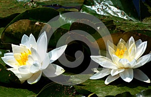 2 white water lily flowers and green leaves